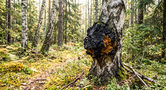 Chaga a oxaláty: opatrnosť pri obličkách
